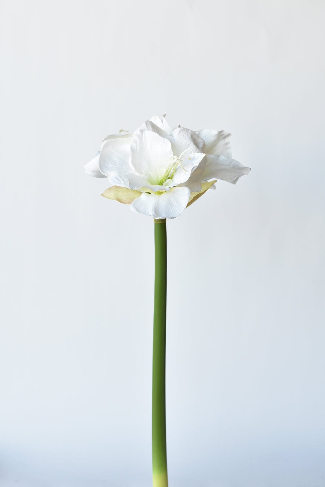 29" Faux White Amaryllis Stem (Online Exclusive)