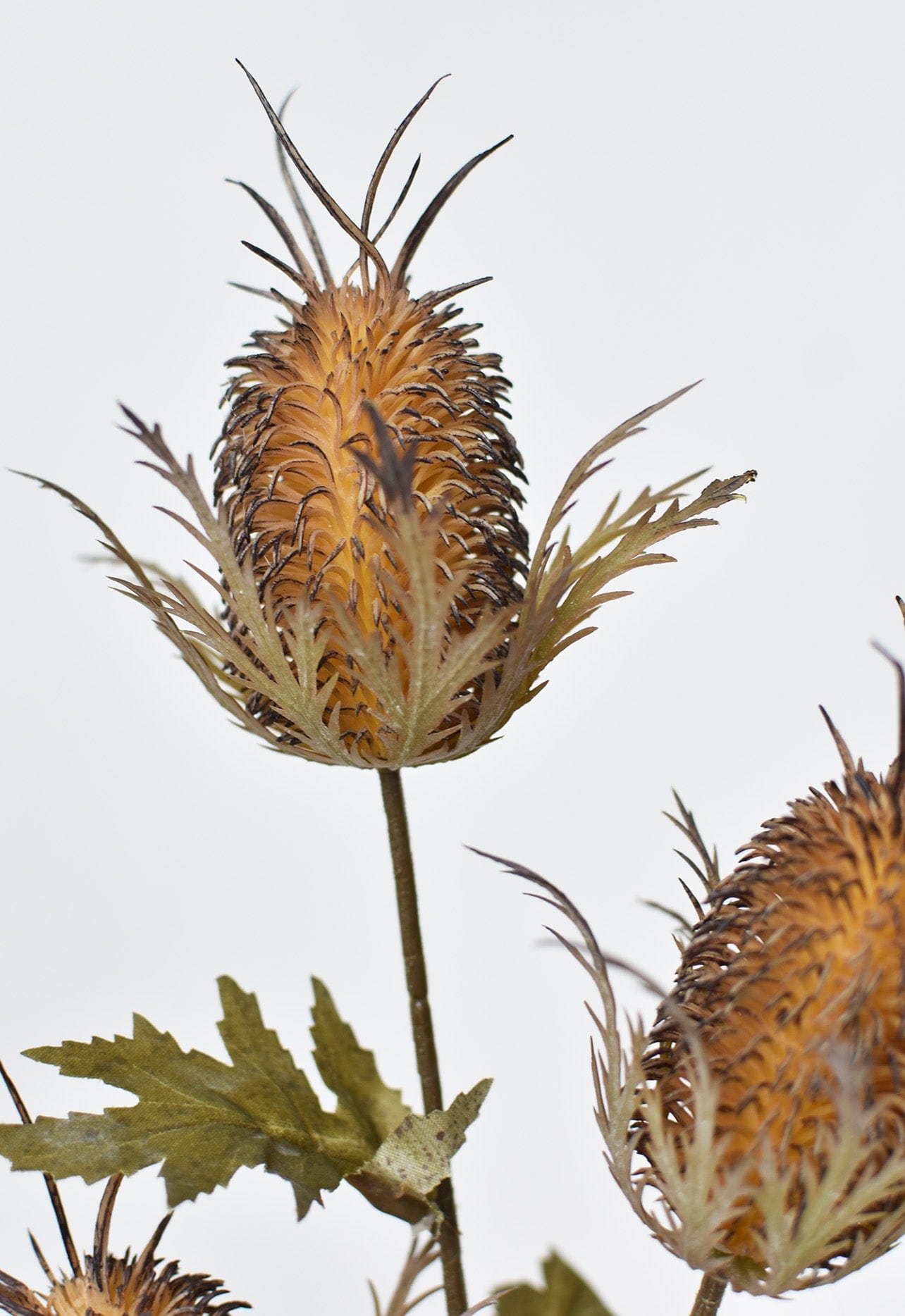 26" Faux Brown Thistle Stem (Online exclusive)