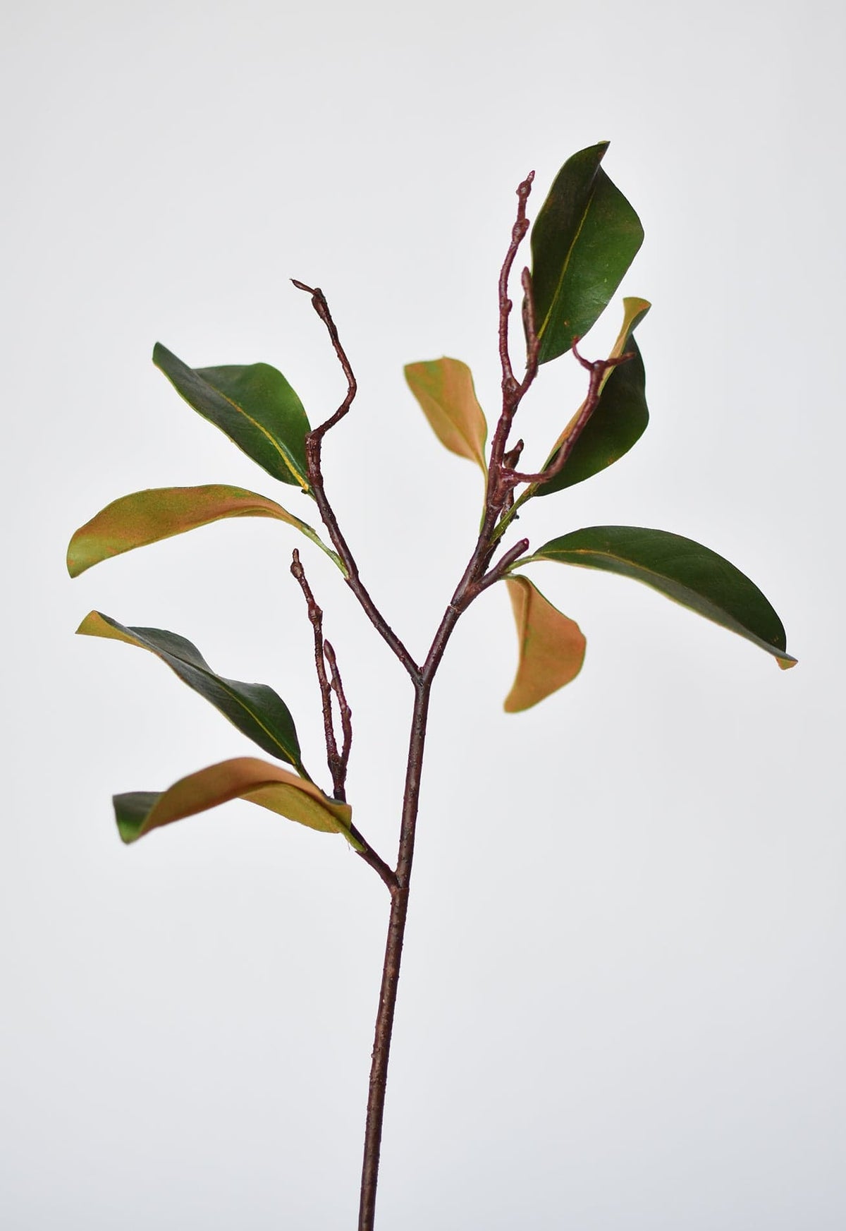 26" magnolia leaf branch (Online exclusive)