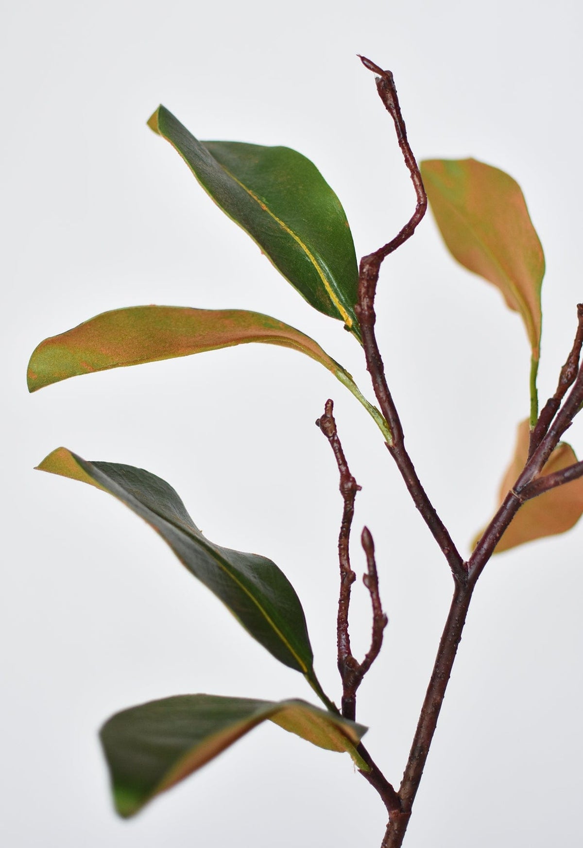26" magnolia leaf branch (Online exclusive)