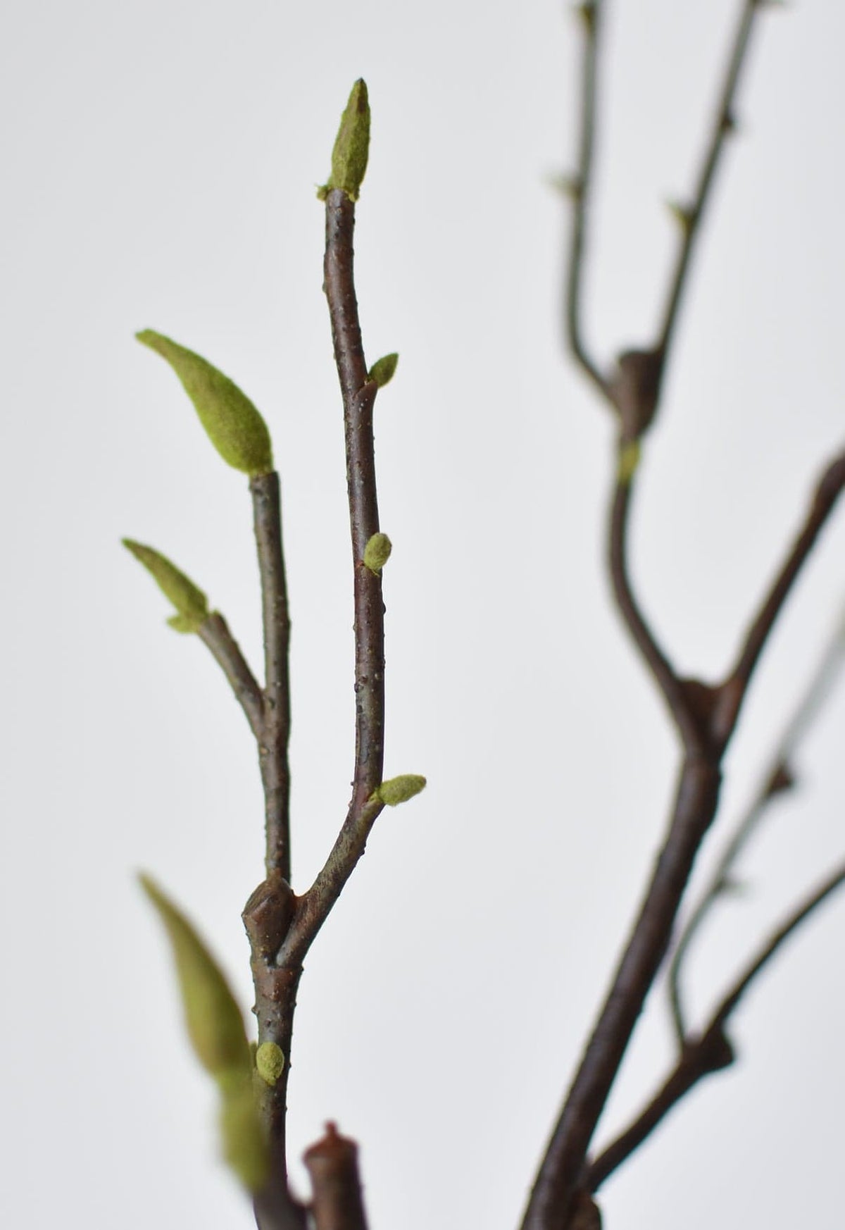 36" Faux Magnolia Tree Branch Stem (Online exclusive)