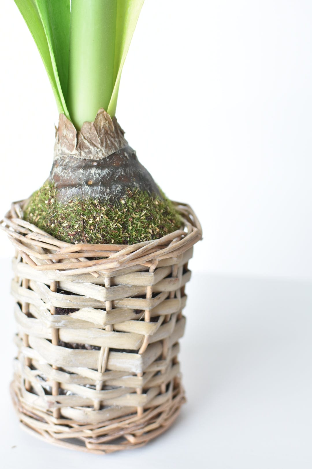 20.5" Faux White Amaryllis in Woven Pot (Online Exclusive)