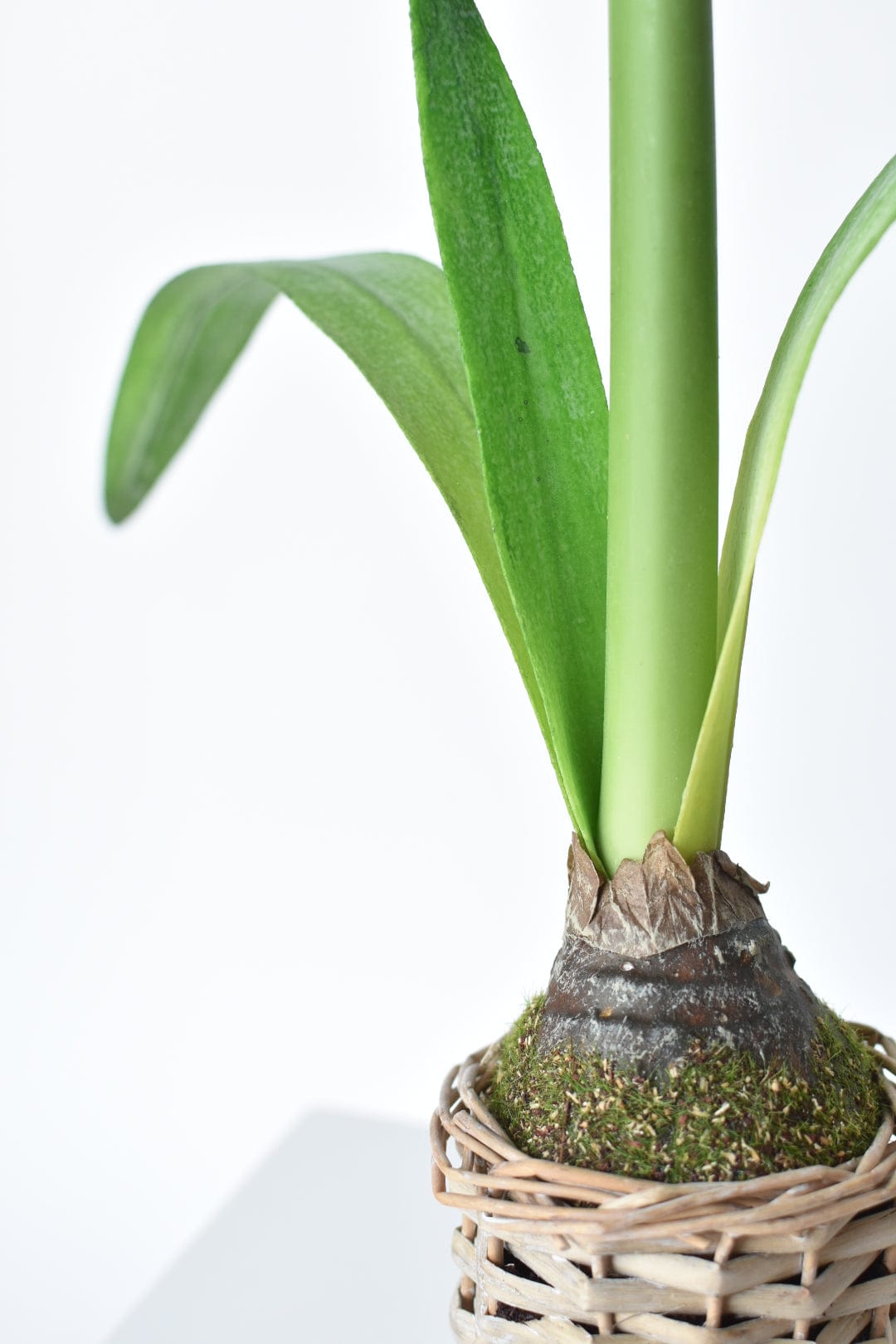 20.5" Faux White Amaryllis in Woven Pot (Online Exclusive)