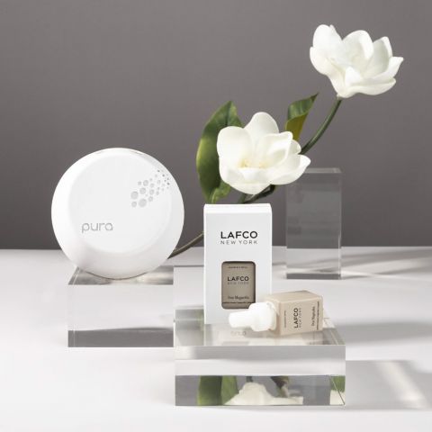 Star Magnolia
