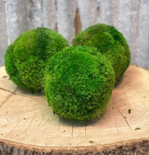 Moss Balls