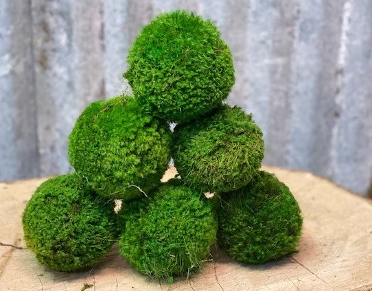 Moss Balls