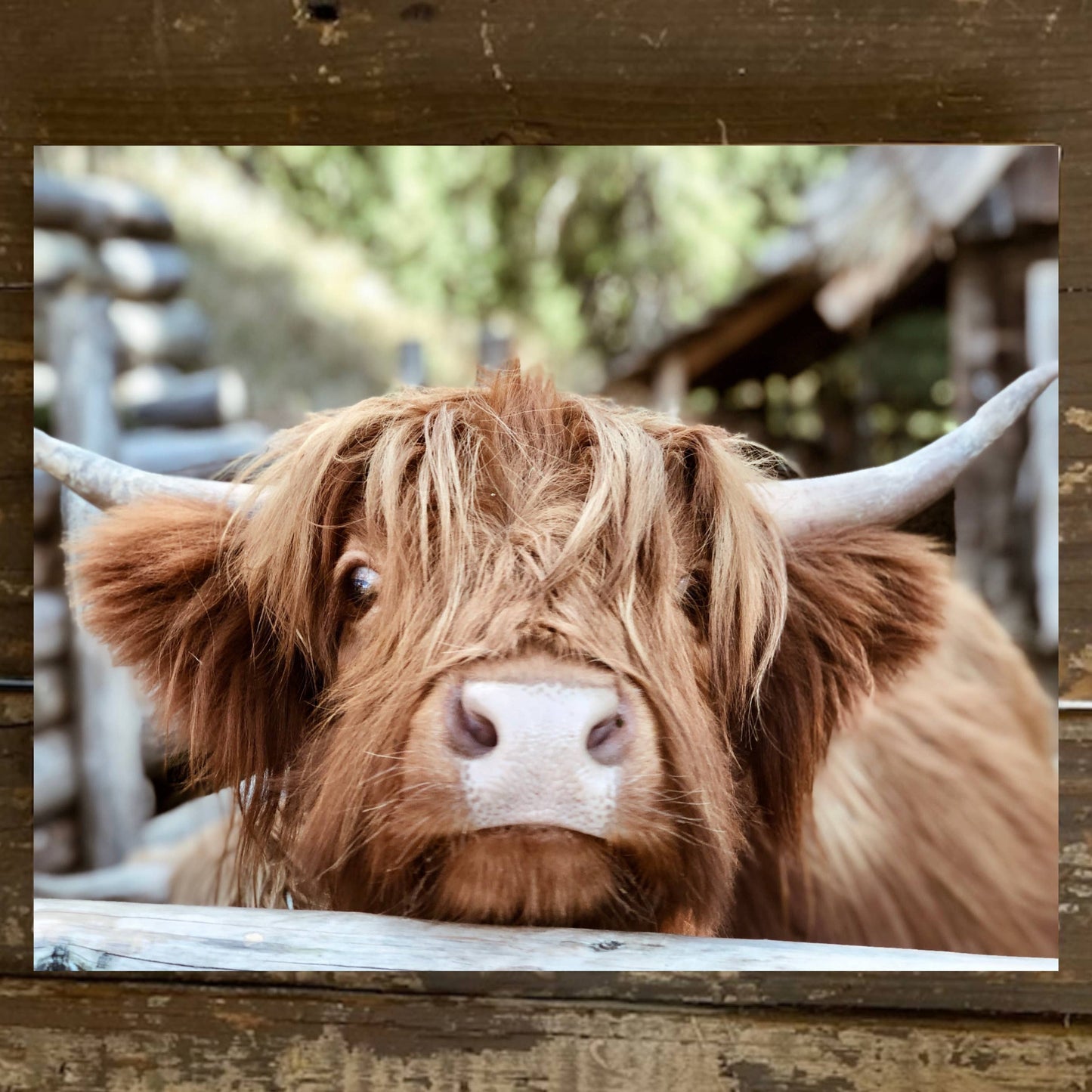 Highland Cow Canvas