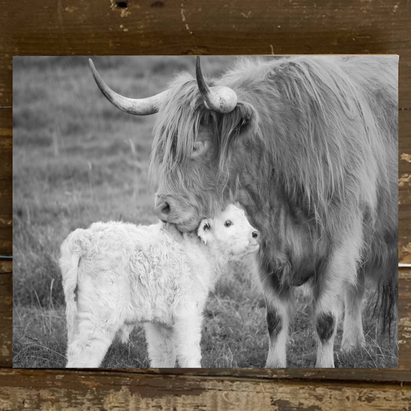 Highland Cow Photo Canvas