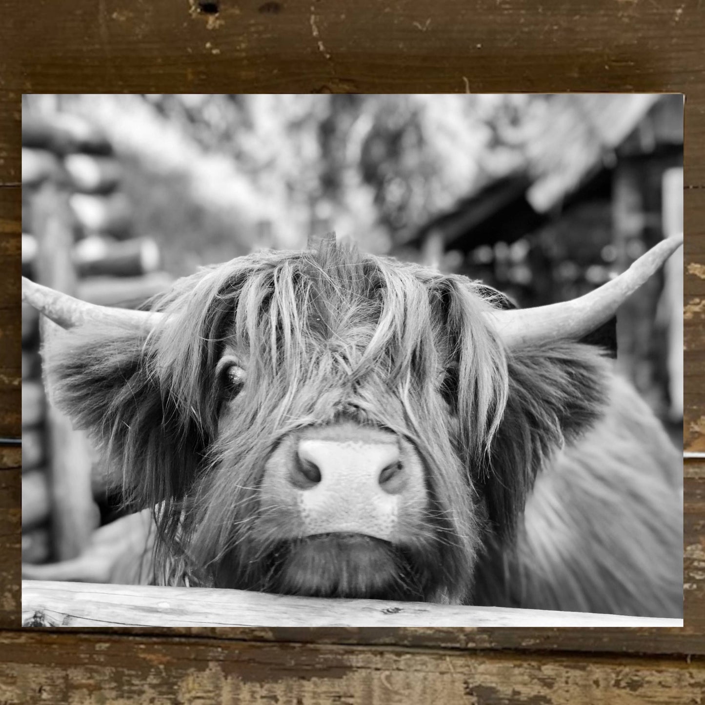 Black & White Highland Cow Canvas