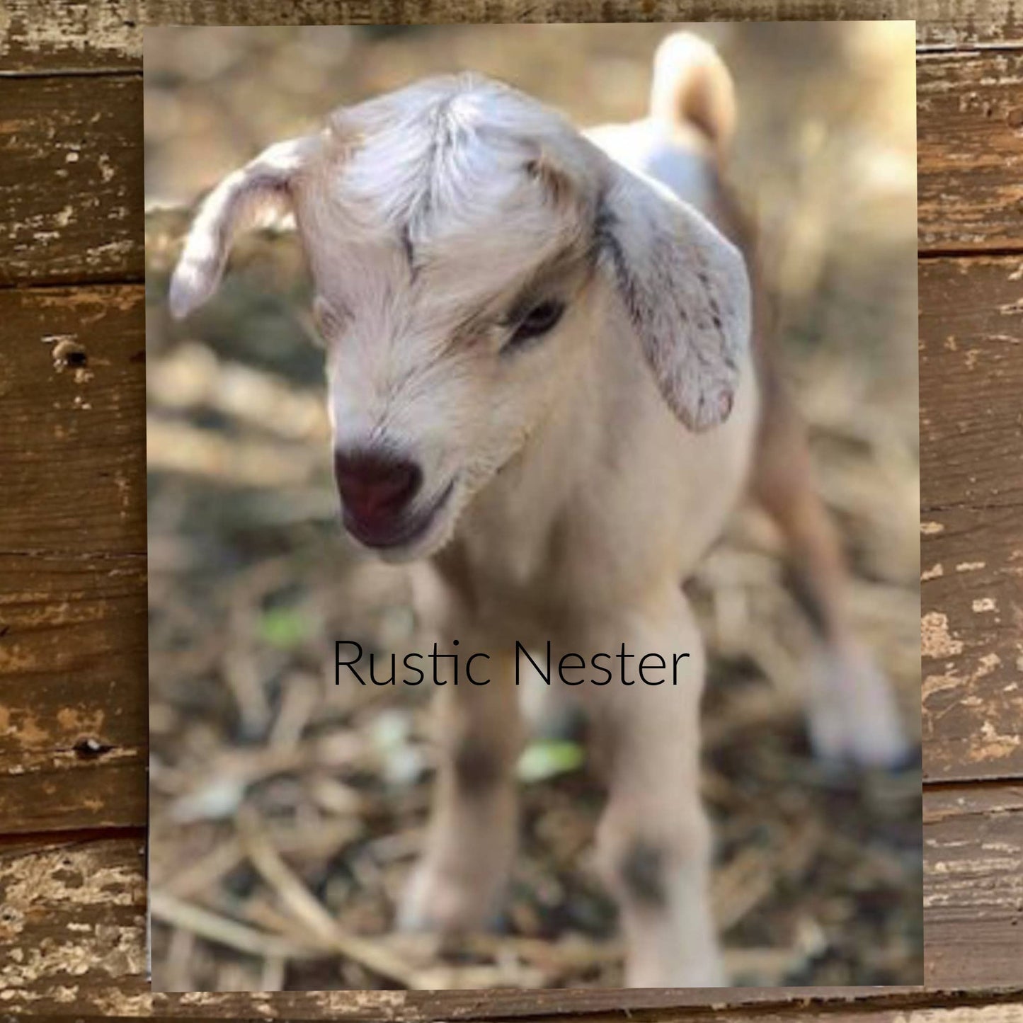 Baby Goat Canvas