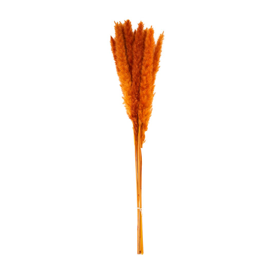 COLORED PAMPAS GRASS