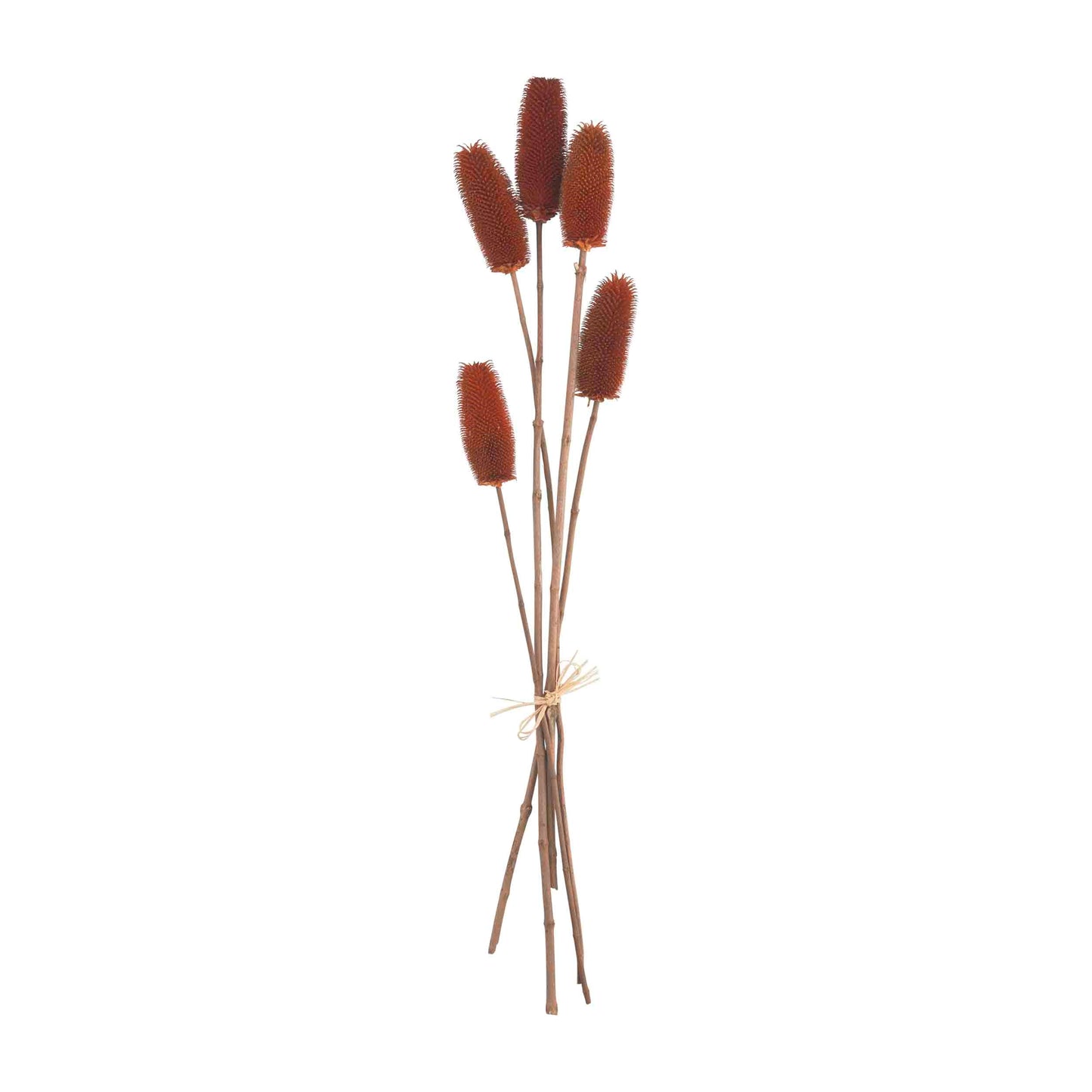 RUST AND BROWN THISTLE STEM BUNDLE