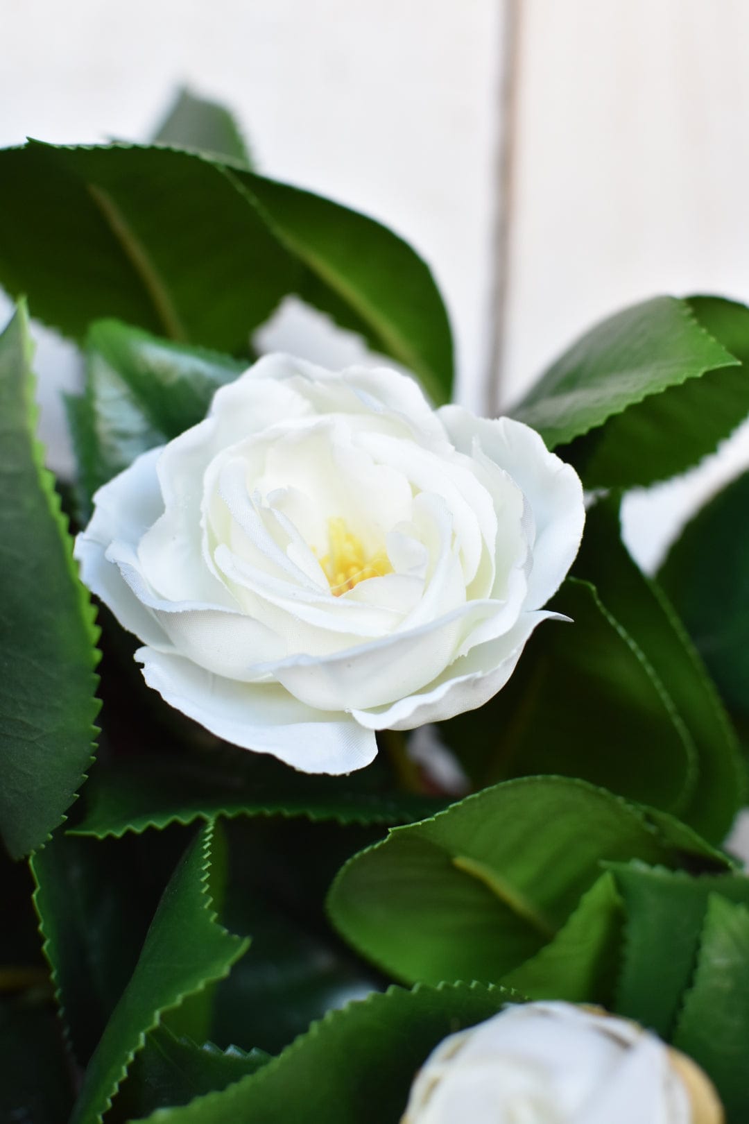 26" Faux White Camellia with Foliage Wreath (Online Exclusive)