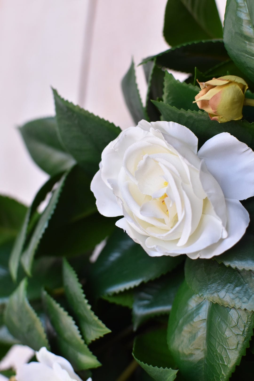 26" Faux White Camellia with Foliage Wreath (Online Exclusive)
