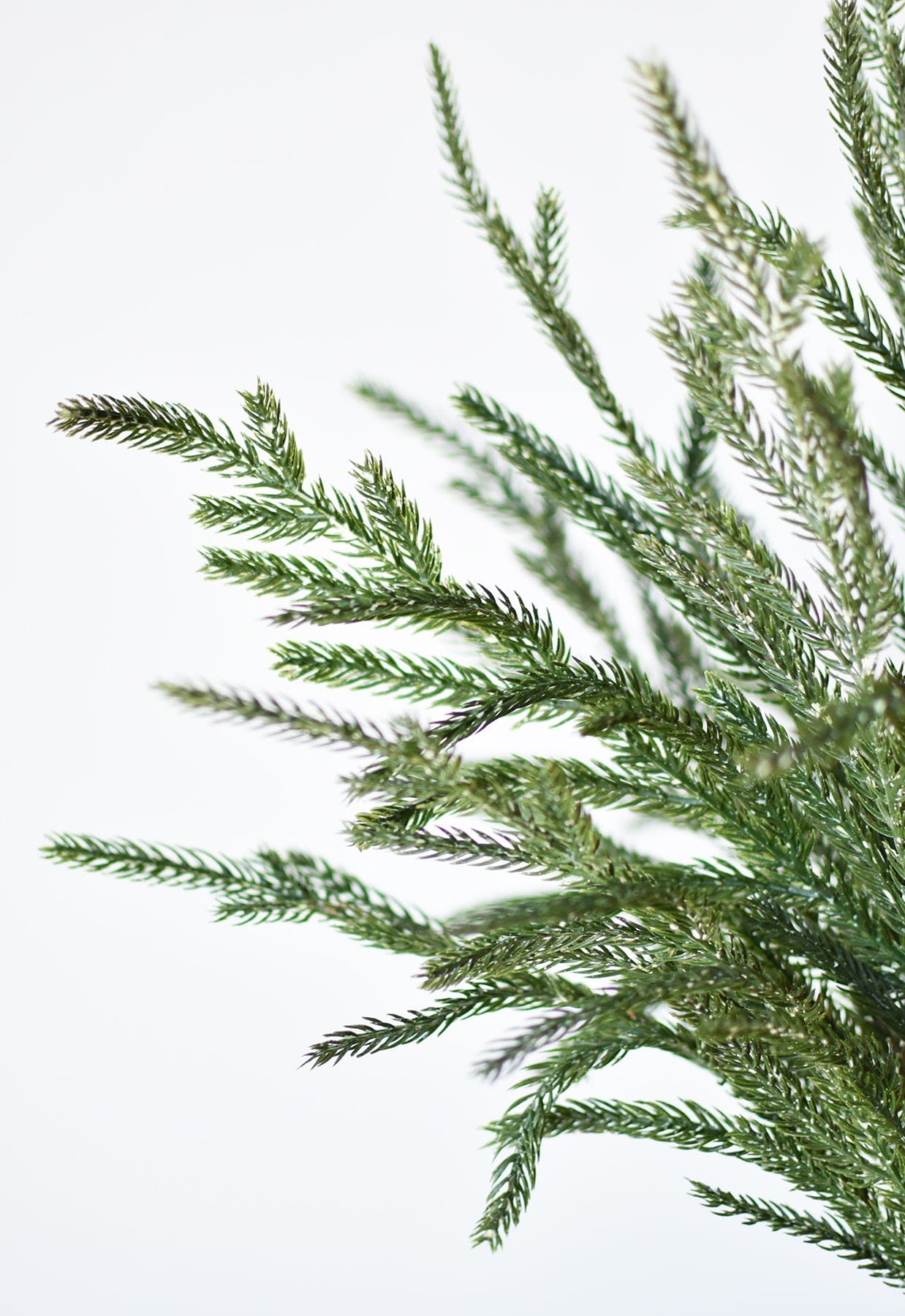 20" Faux Whitewash Green Norfolk Pine Spray Bush (Online exclusive)