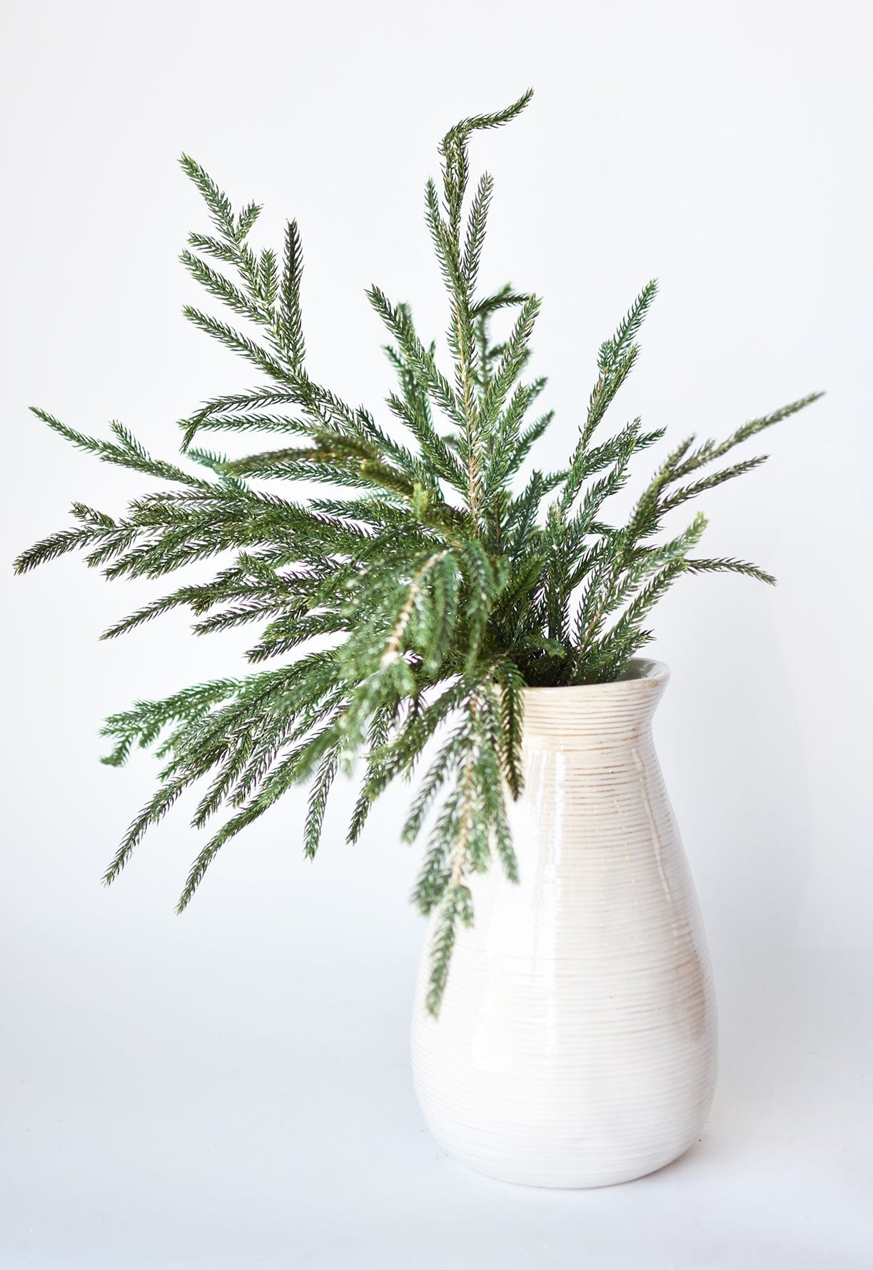 20" Faux Whitewash Green Norfolk Pine Spray Bush (Online exclusive)