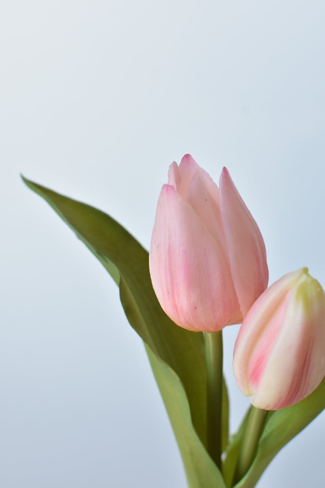 8" Faux Real Touch Soft Pink Tulips in Bulb w/pick (Online exclusive)