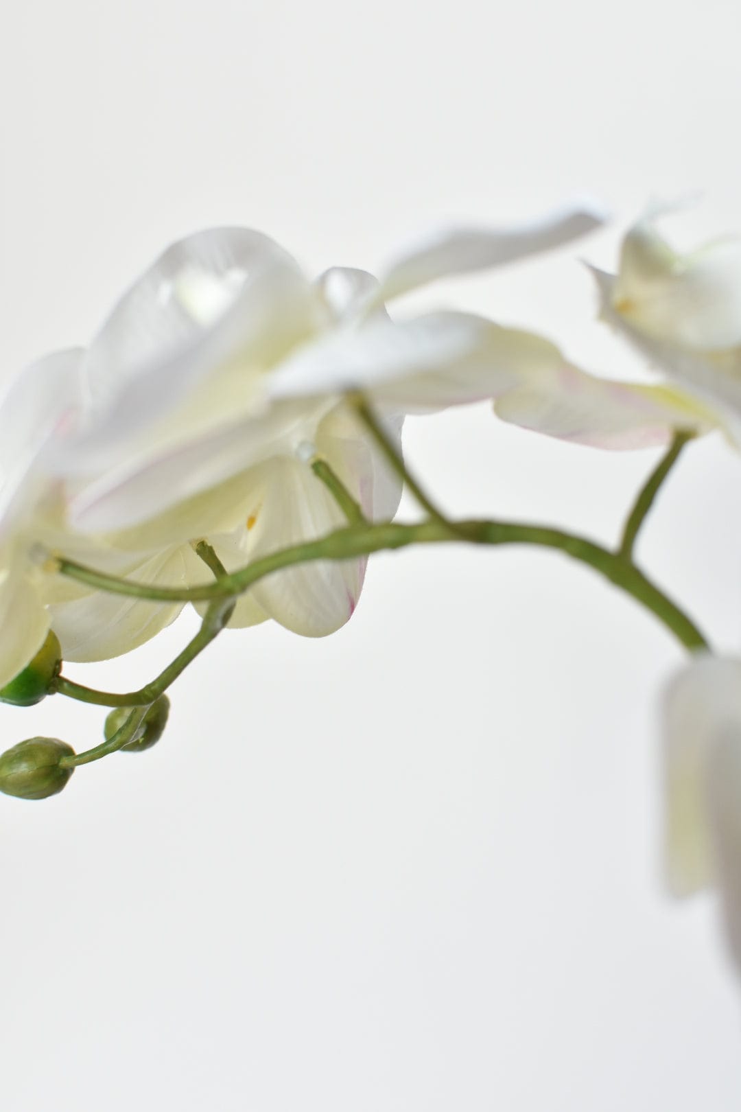 20" Faux Phalaenopsis Orchid in Blue/White Container (Online Exclusive)