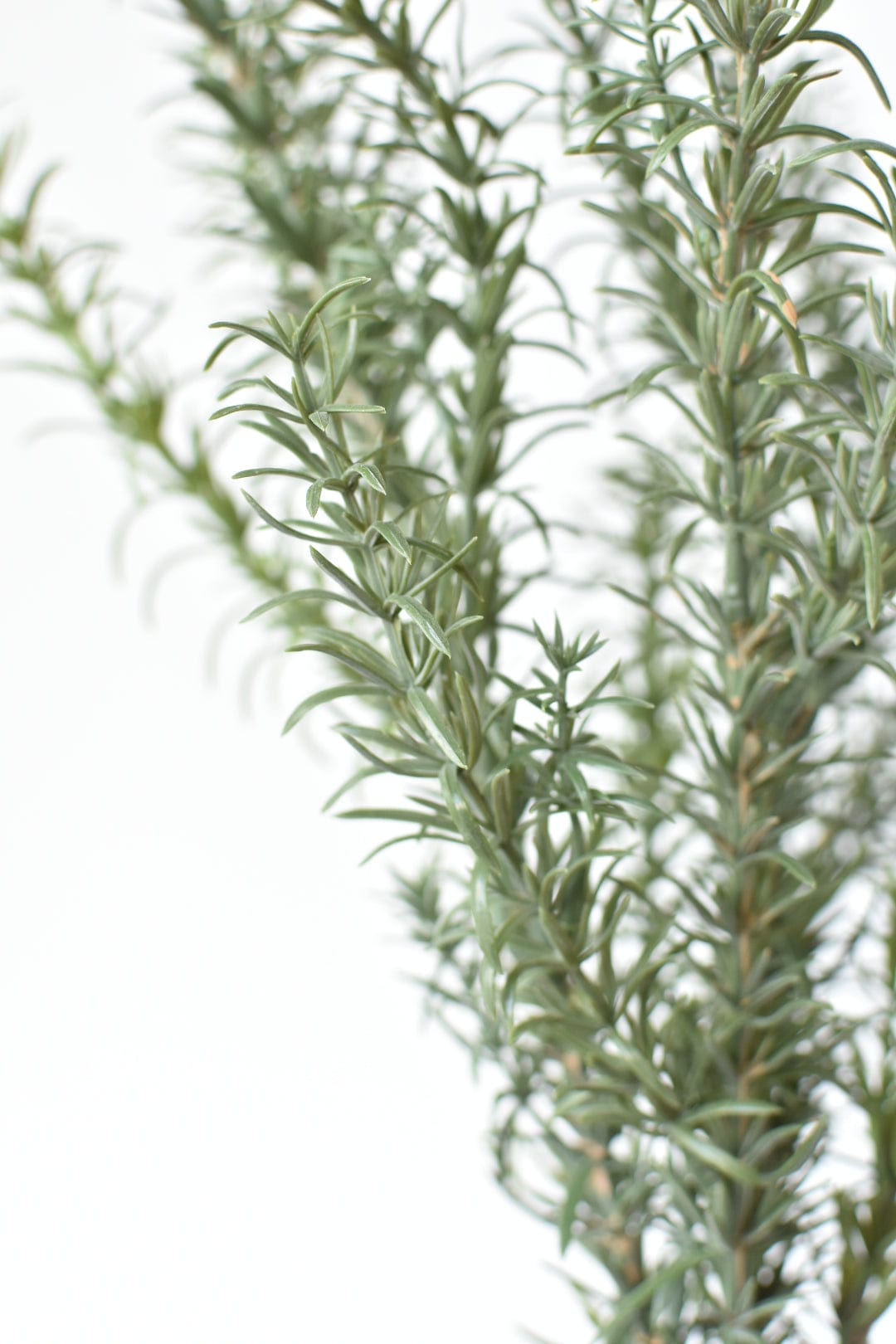 24" Faux Rosemary Bush (Online Exclusive)
