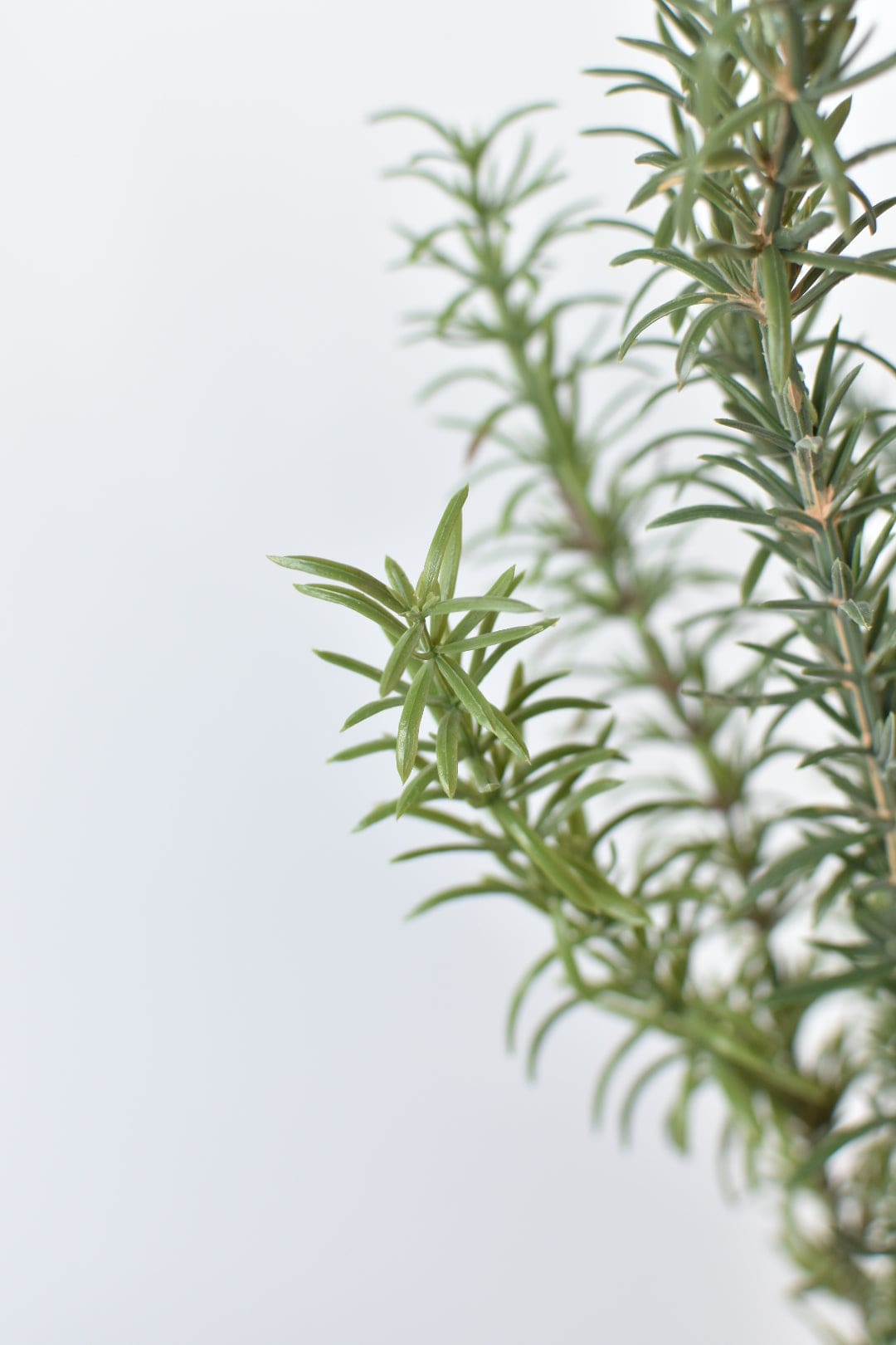 24" Faux Rosemary Bush (Online Exclusive)