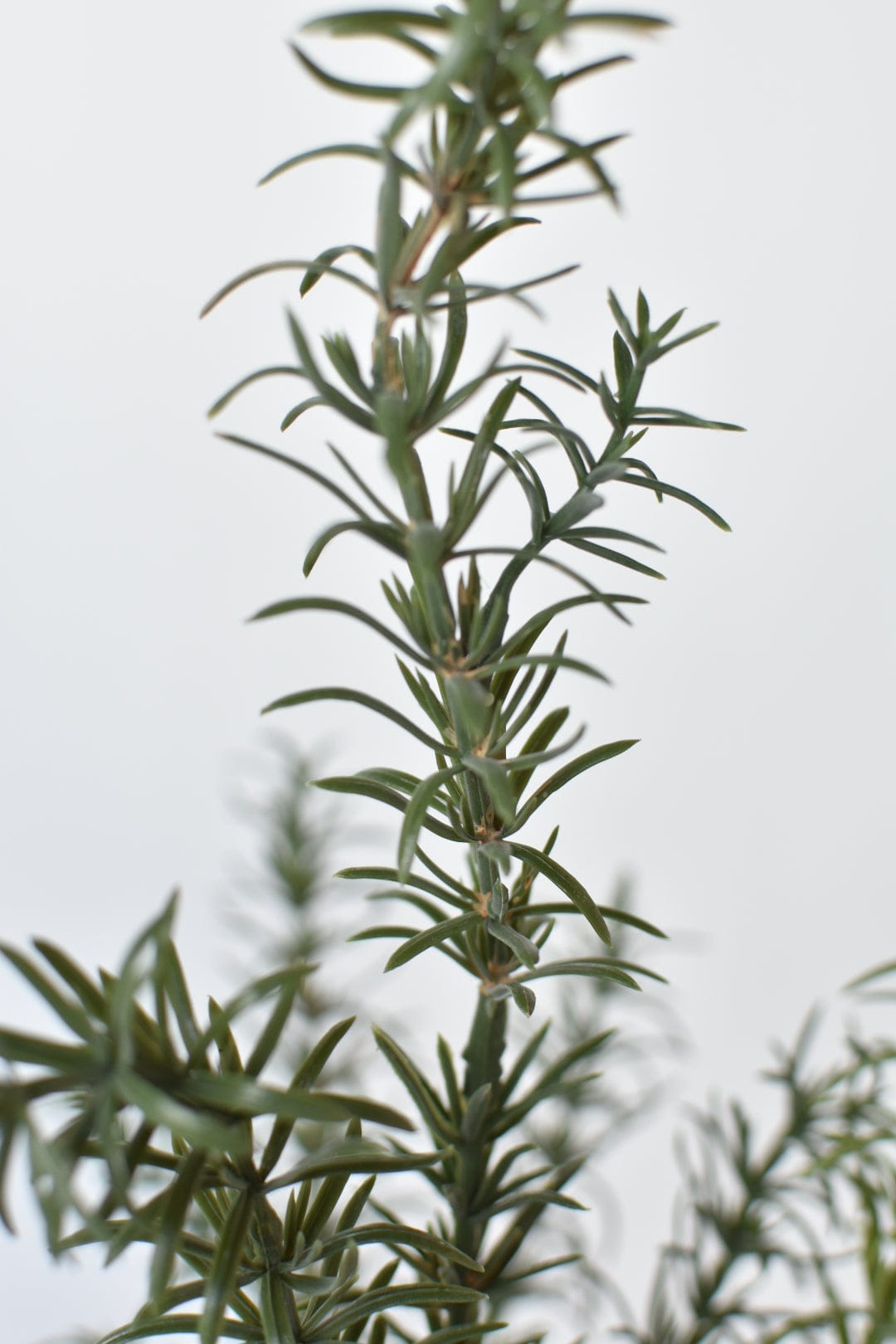 24" Faux Rosemary Bush (Online Exclusive)