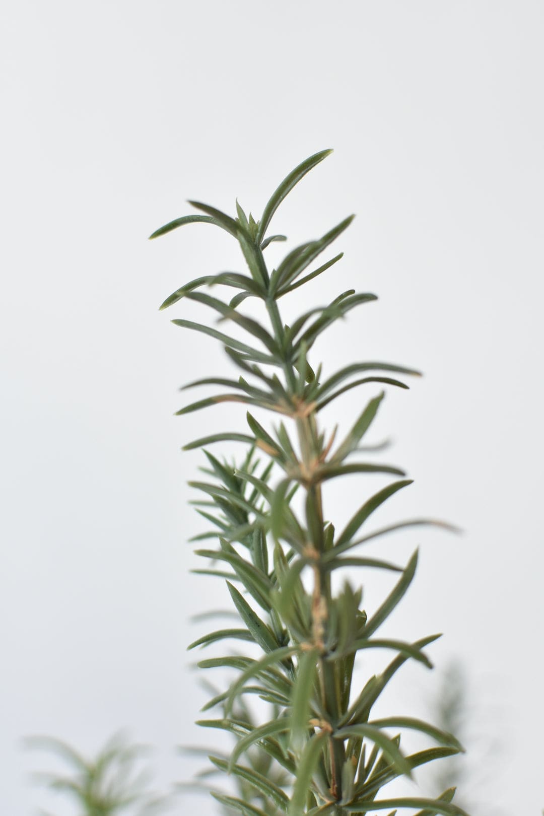 24" Faux Rosemary Bush (Online Exclusive)