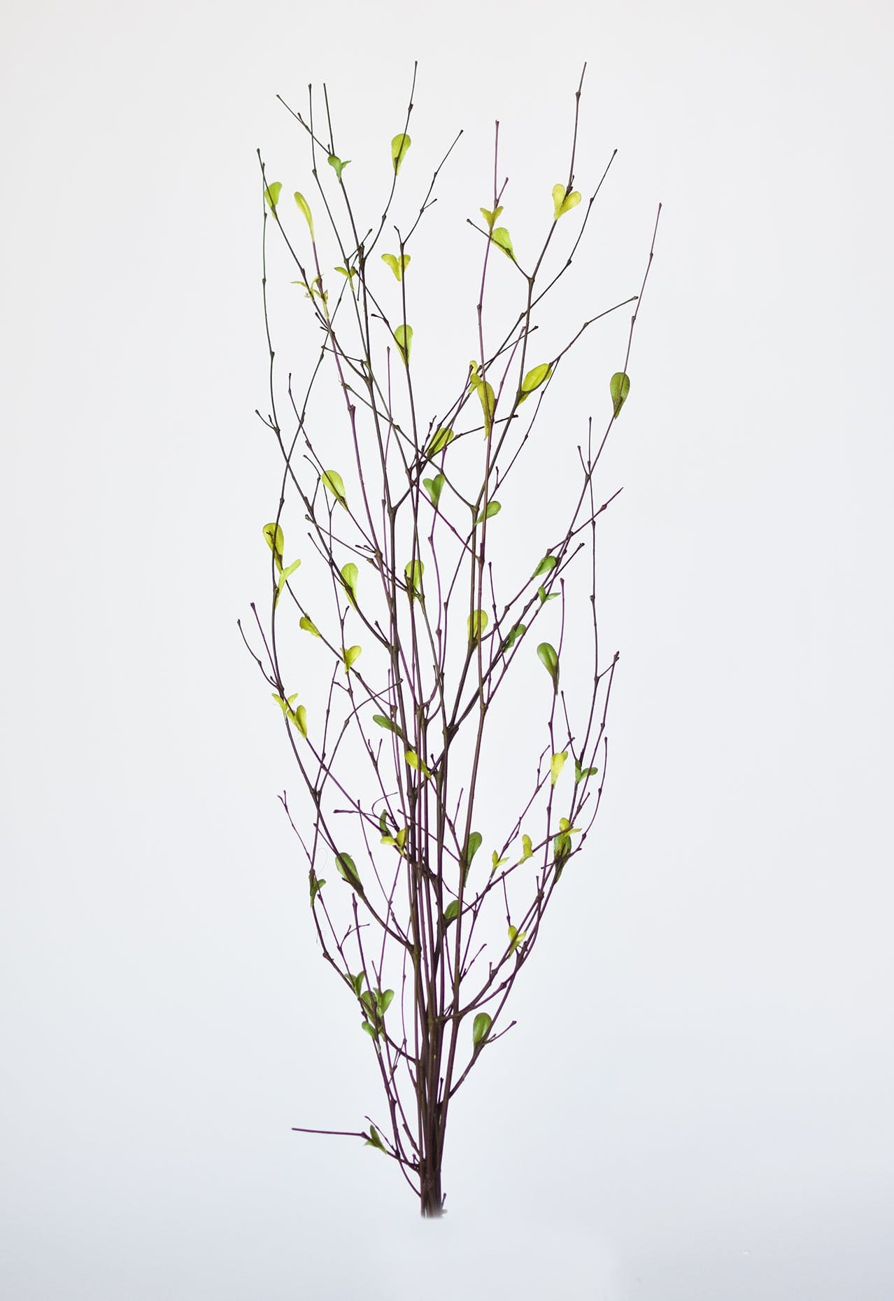 26" Branches with Faux Green Leaves (online exclusive)