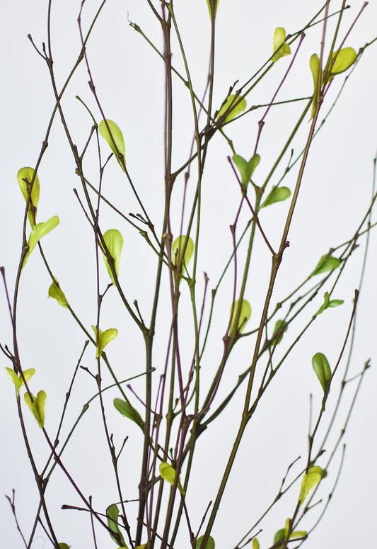 26" Branches with Faux Green Leaves (online exclusive)