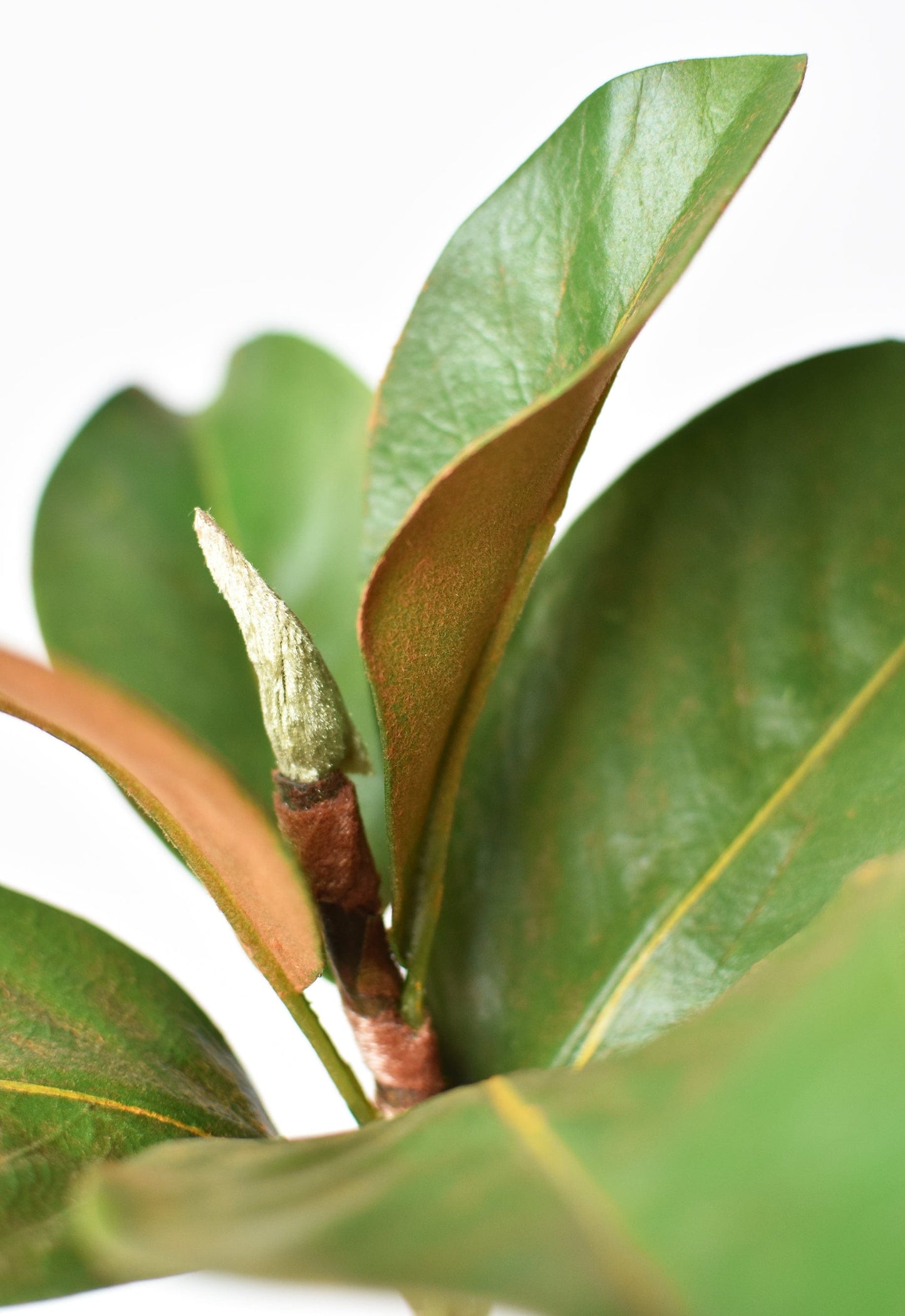 14" Faux Magnolia Leaf Stem (online exclusive)