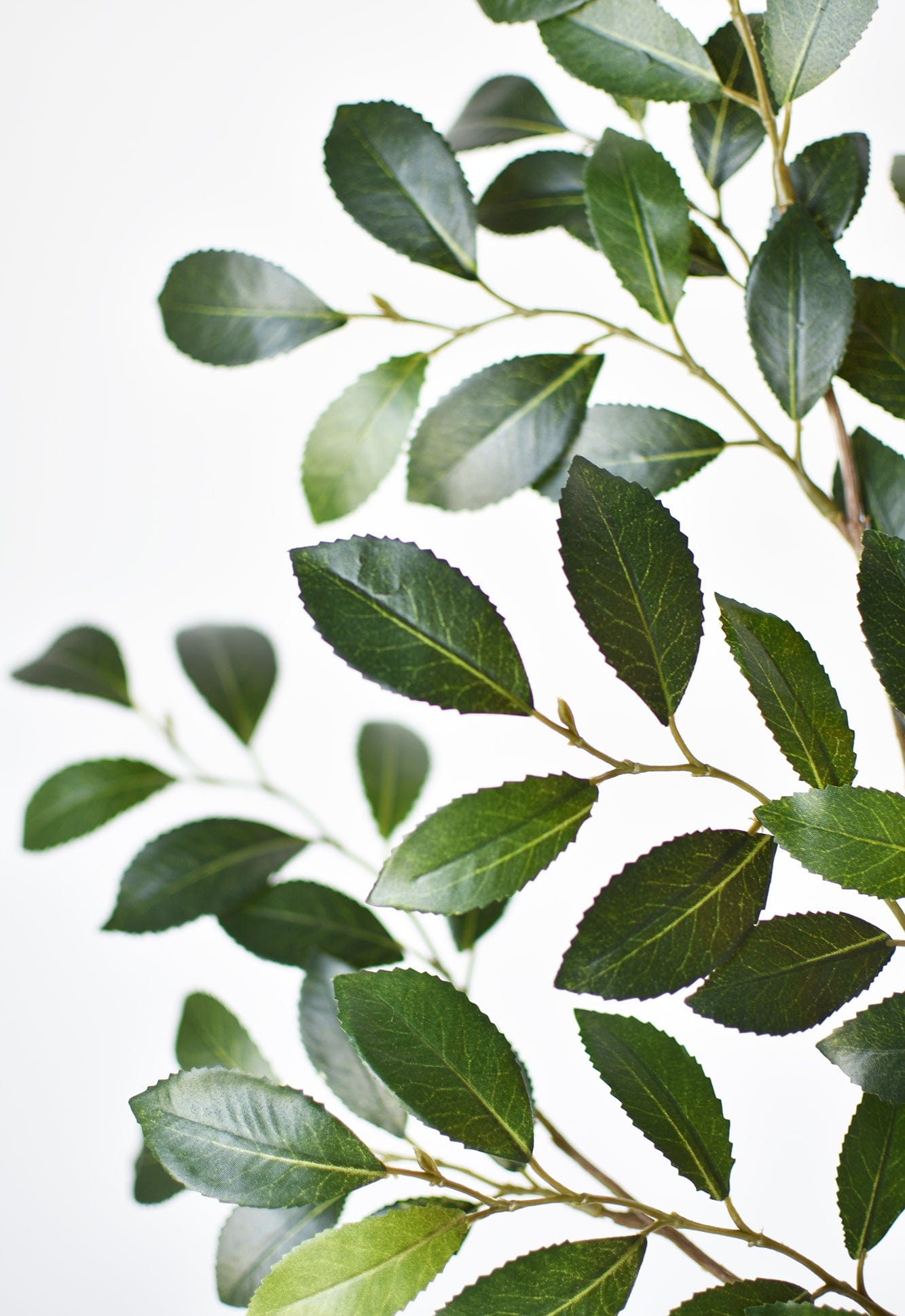 26" Faux Ruscus Leaf Stem  (online exclusive)