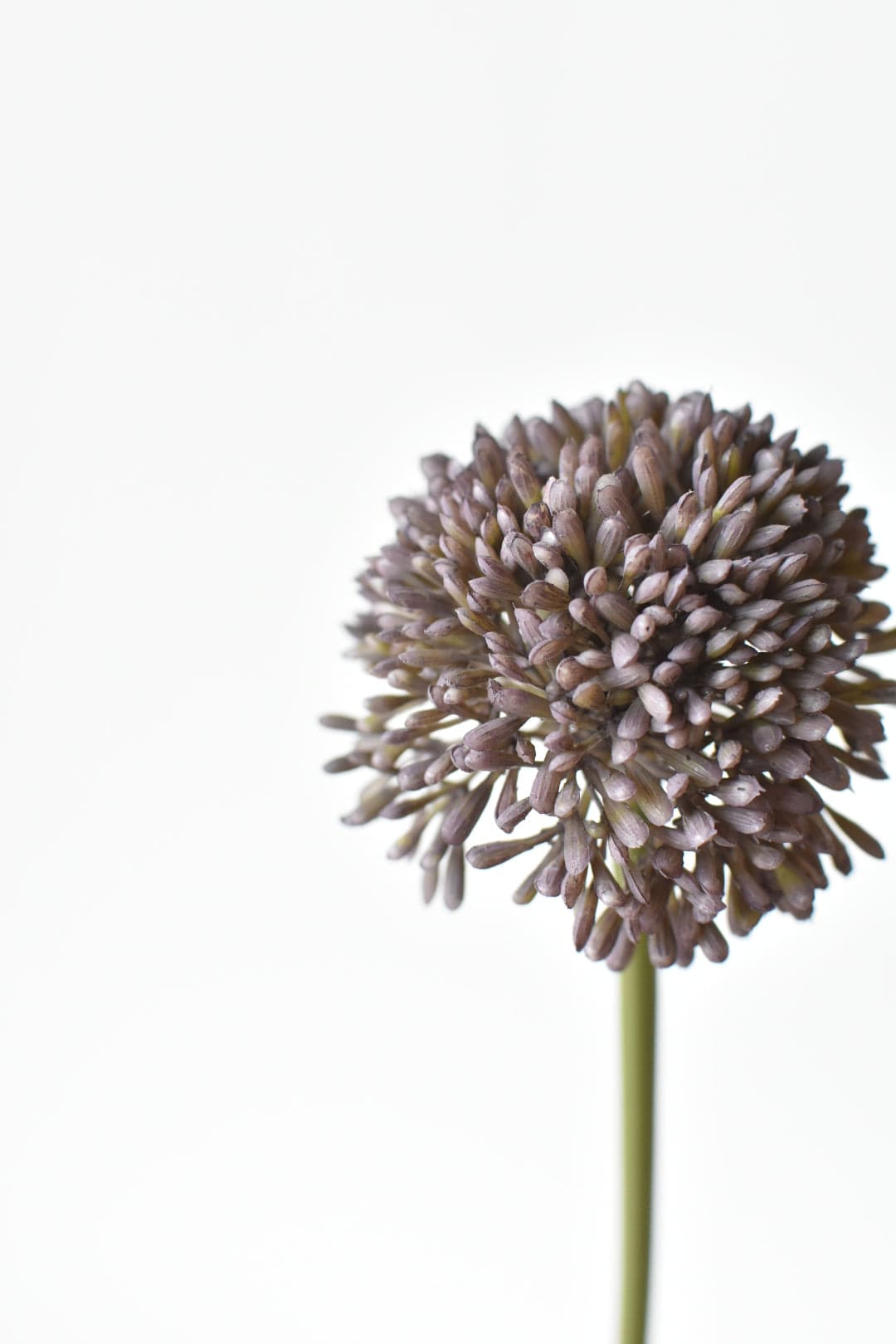17.5" Faux Purple Allium Spray Stem (Online exclusive)
