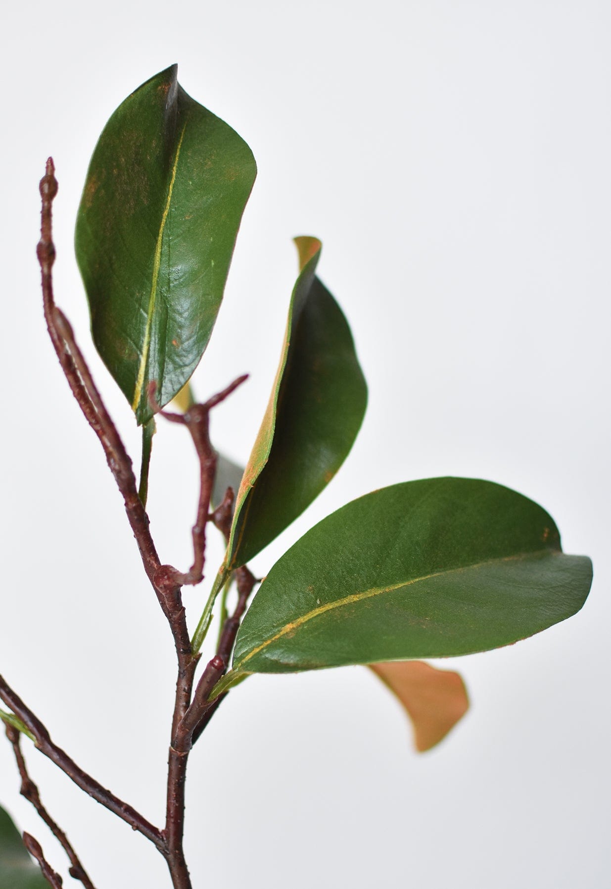 26" magnolia leaf branch (Online exclusive)