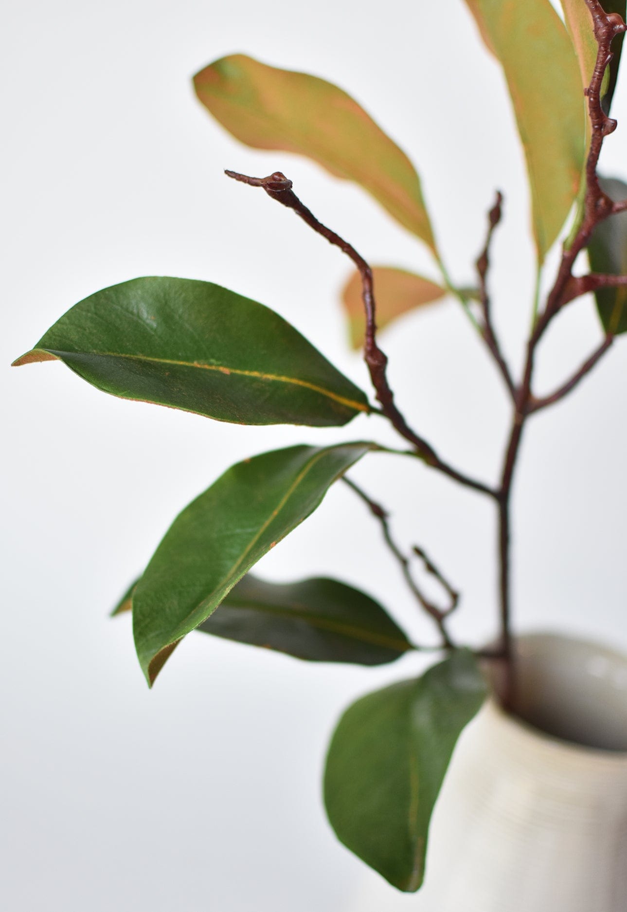 26" magnolia leaf branch (Online exclusive)