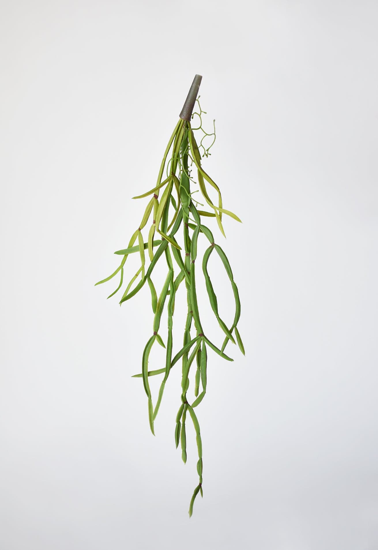 23" Faux Hanging Pencil Cactus Succulent Bush  (online exclusive)