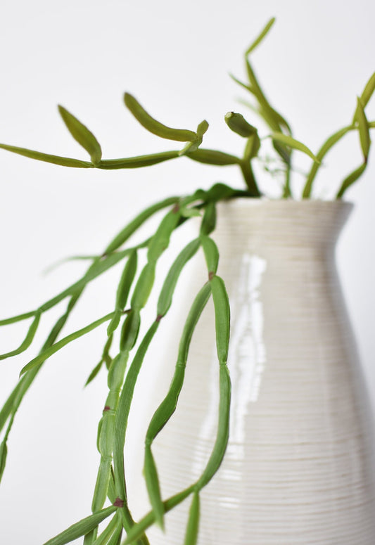 23" Faux Hanging Pencil Cactus Succulent Bush  (online exclusive)