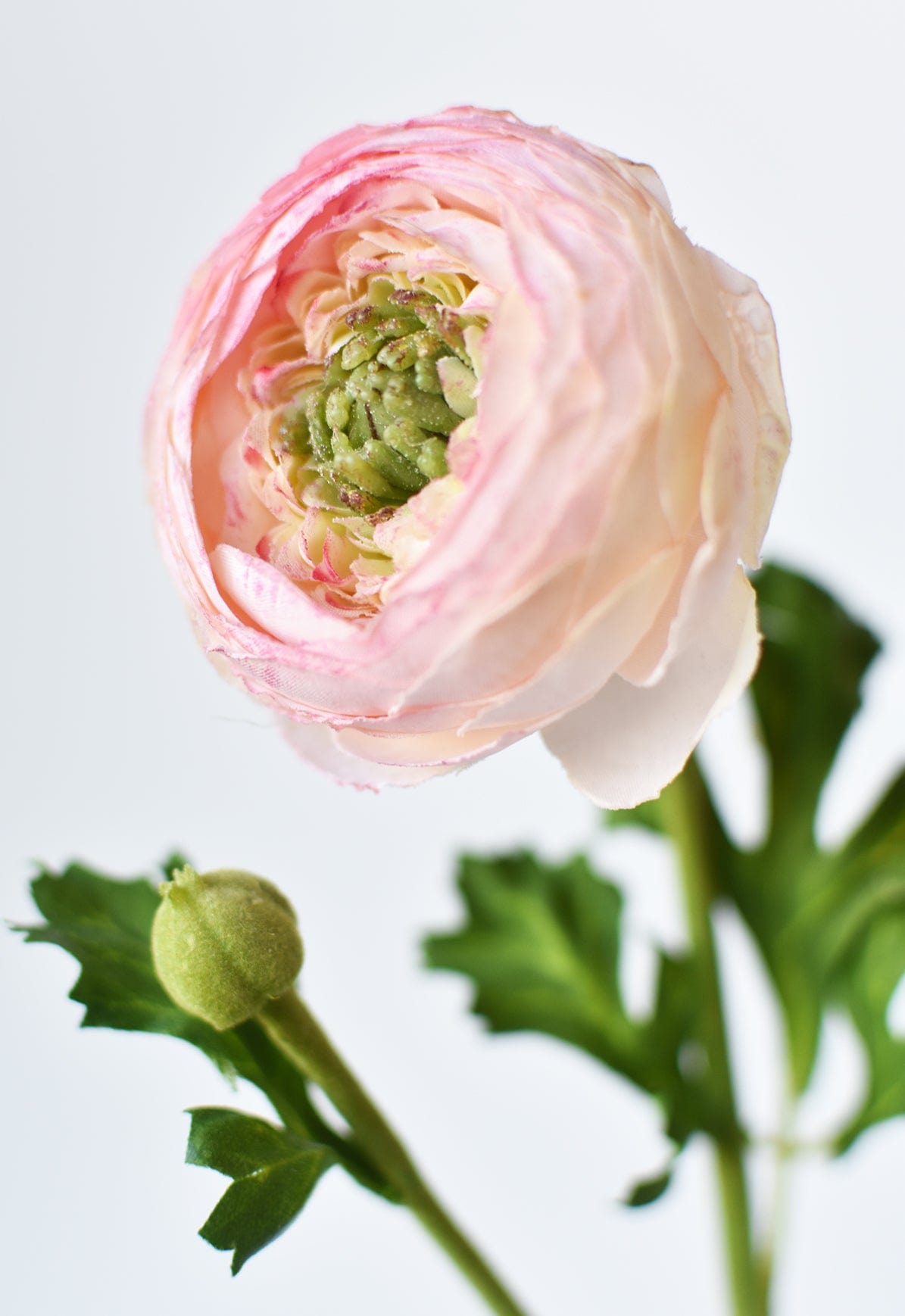13" Faux Blush Ranunculus Stem (Online exclusive)