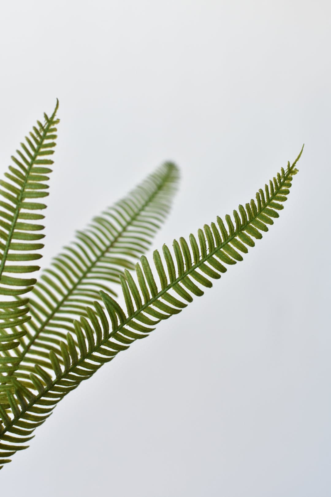 29" Faux Flat Fern Stem (online exclusive)