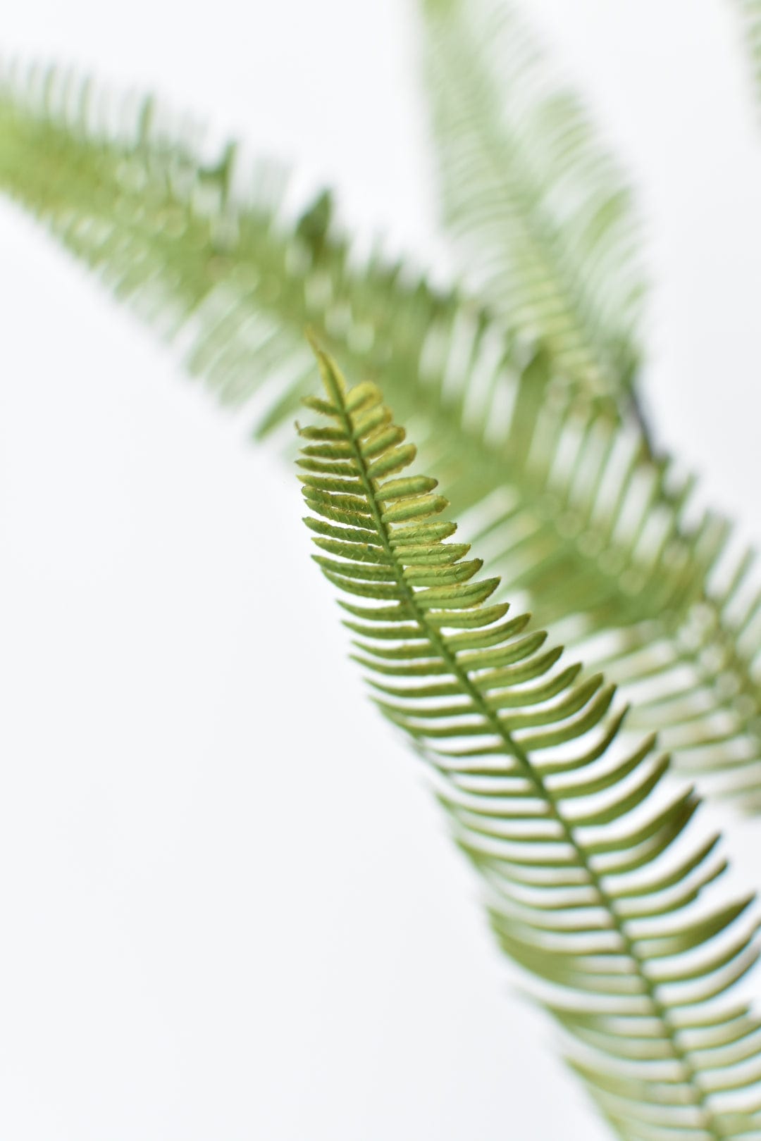 29" Faux Flat Fern Stem (online exclusive)