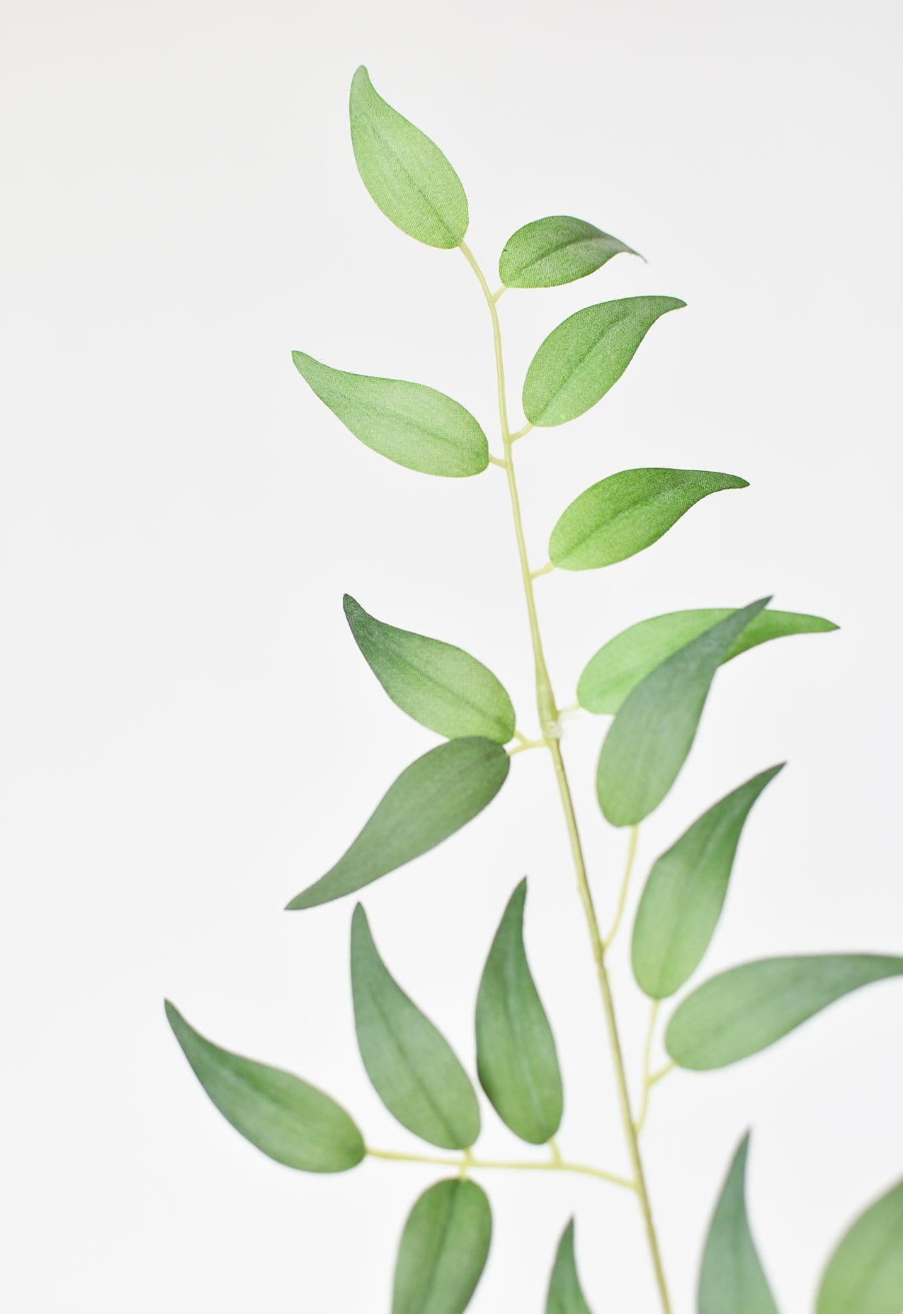 36" Faux Italian Ruscus Stem (Online exclusive)