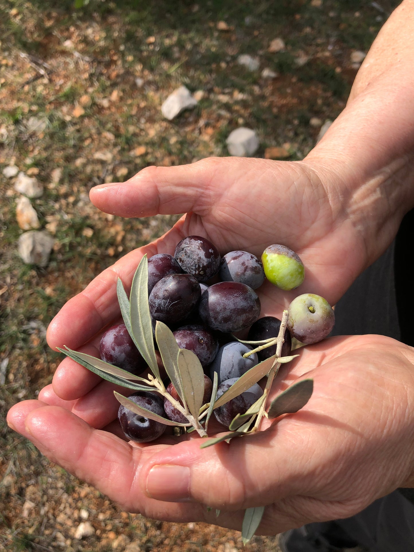 Extra Virgin Olive Oil from Kores Estate (online exclusive)