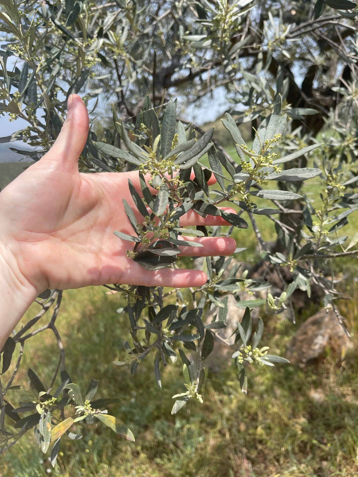 Extra Virgin Olive Oil from Kores Estate (online exclusive)