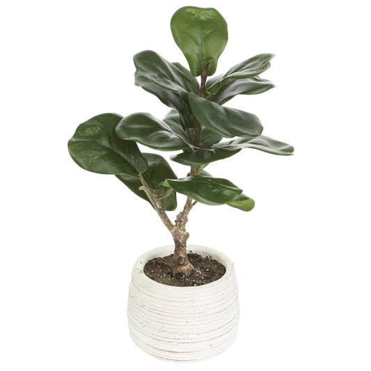 Silk Fiddle Leaf Fig Plant w/Cement Pot