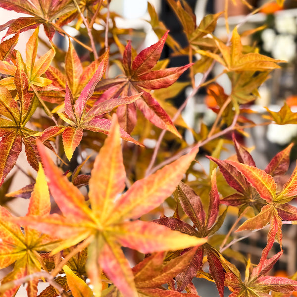 52 Inch Potted Foliage Maple Leaf Faux Tree (Online Exclusive)