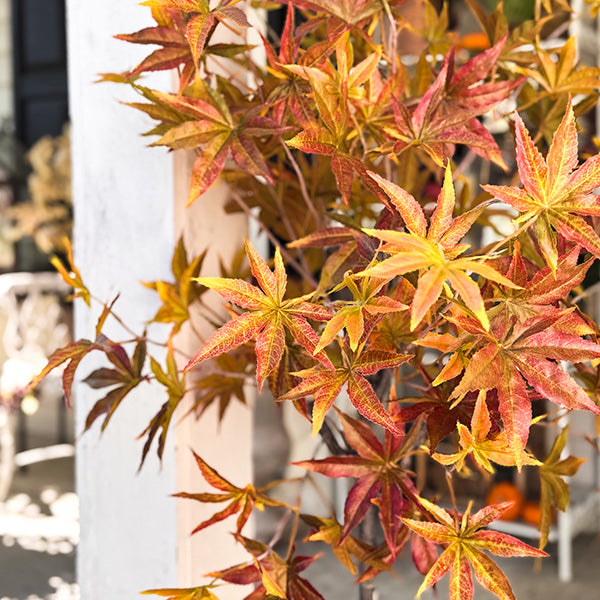 52 Inch Potted Foliage Maple Leaf Faux Tree (Online Exclusive)