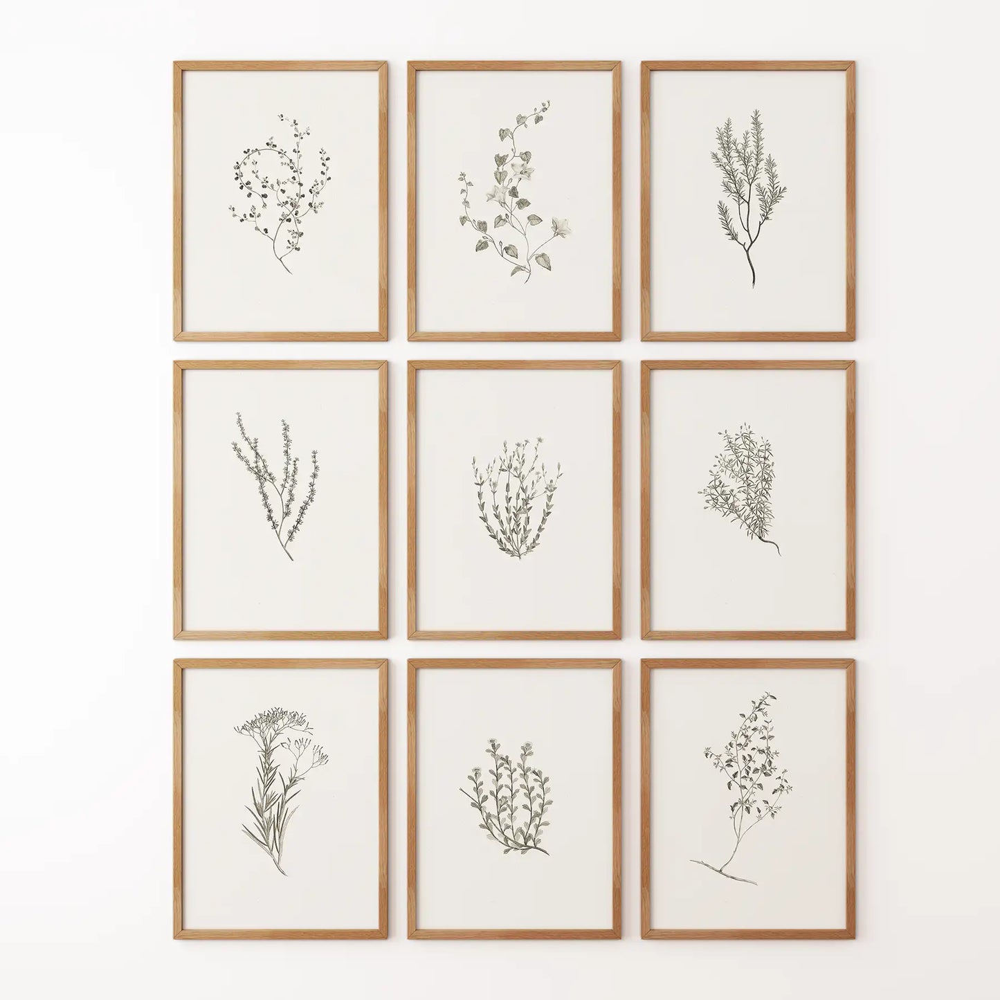 Botanical Wall Art Set of 9. Vintage Herbal Plant Prints  (online exclusive)