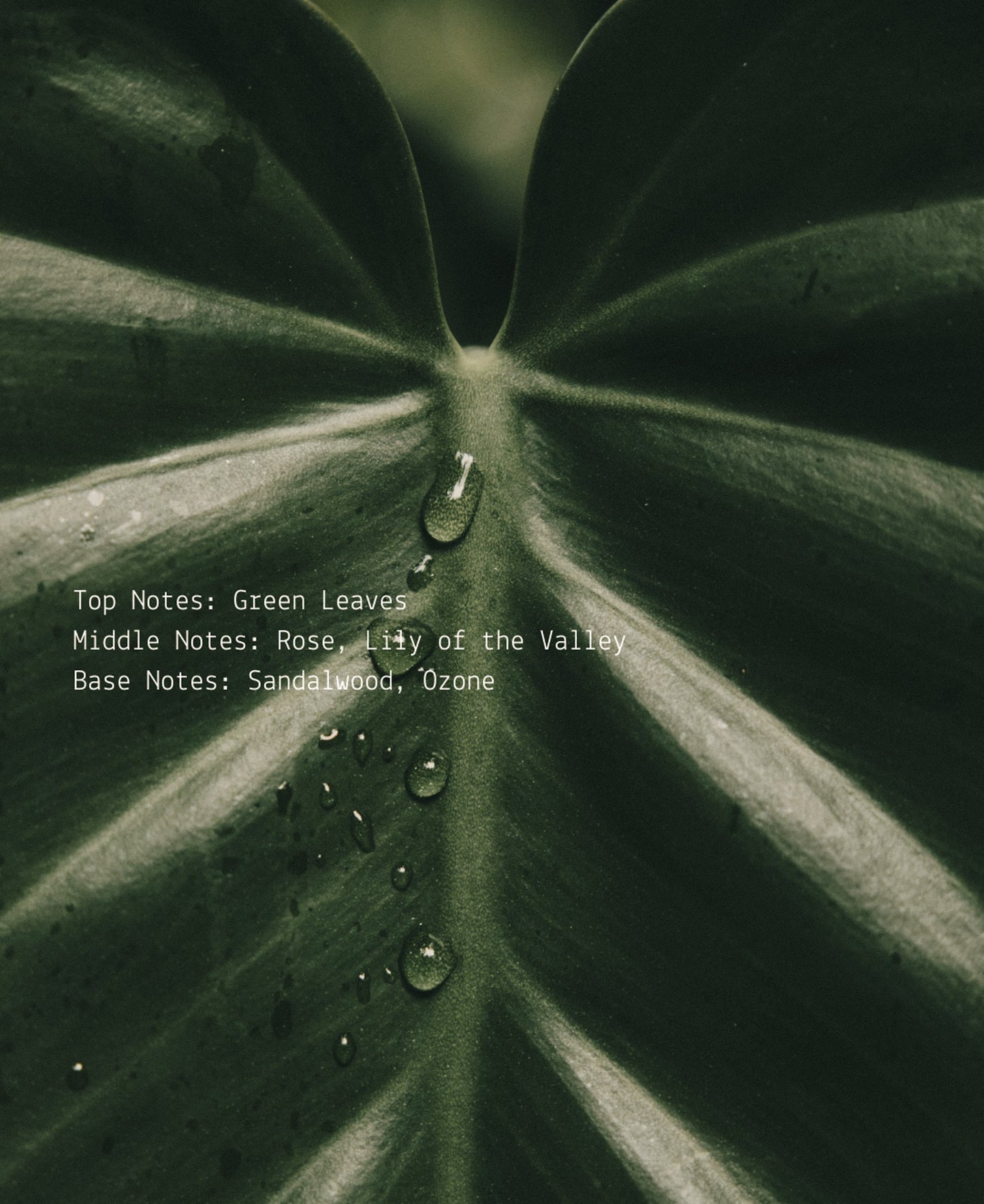 Ayahuasca Room + Linen Fragrance Mist  (online exclusive)