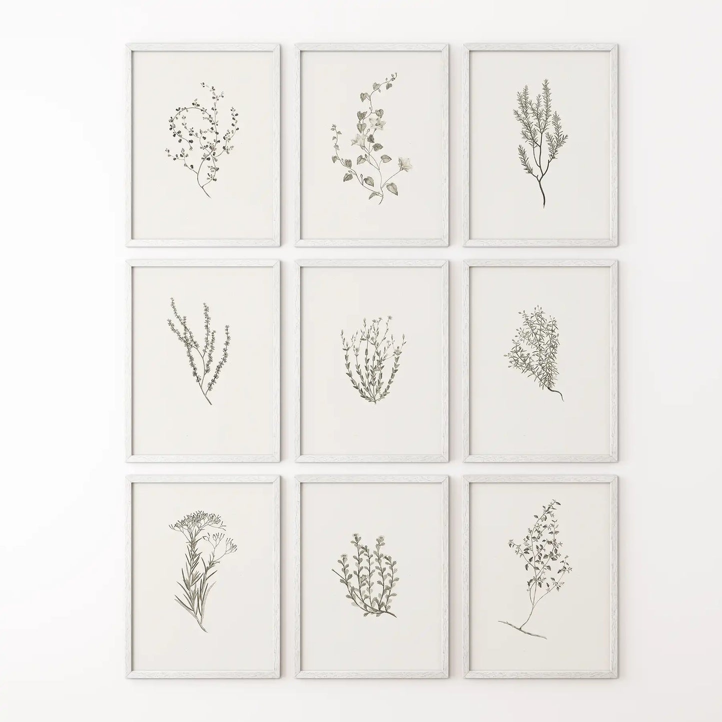 Botanical Wall Art Set of 9. Vintage Herbal Plant Prints  (online exclusive)