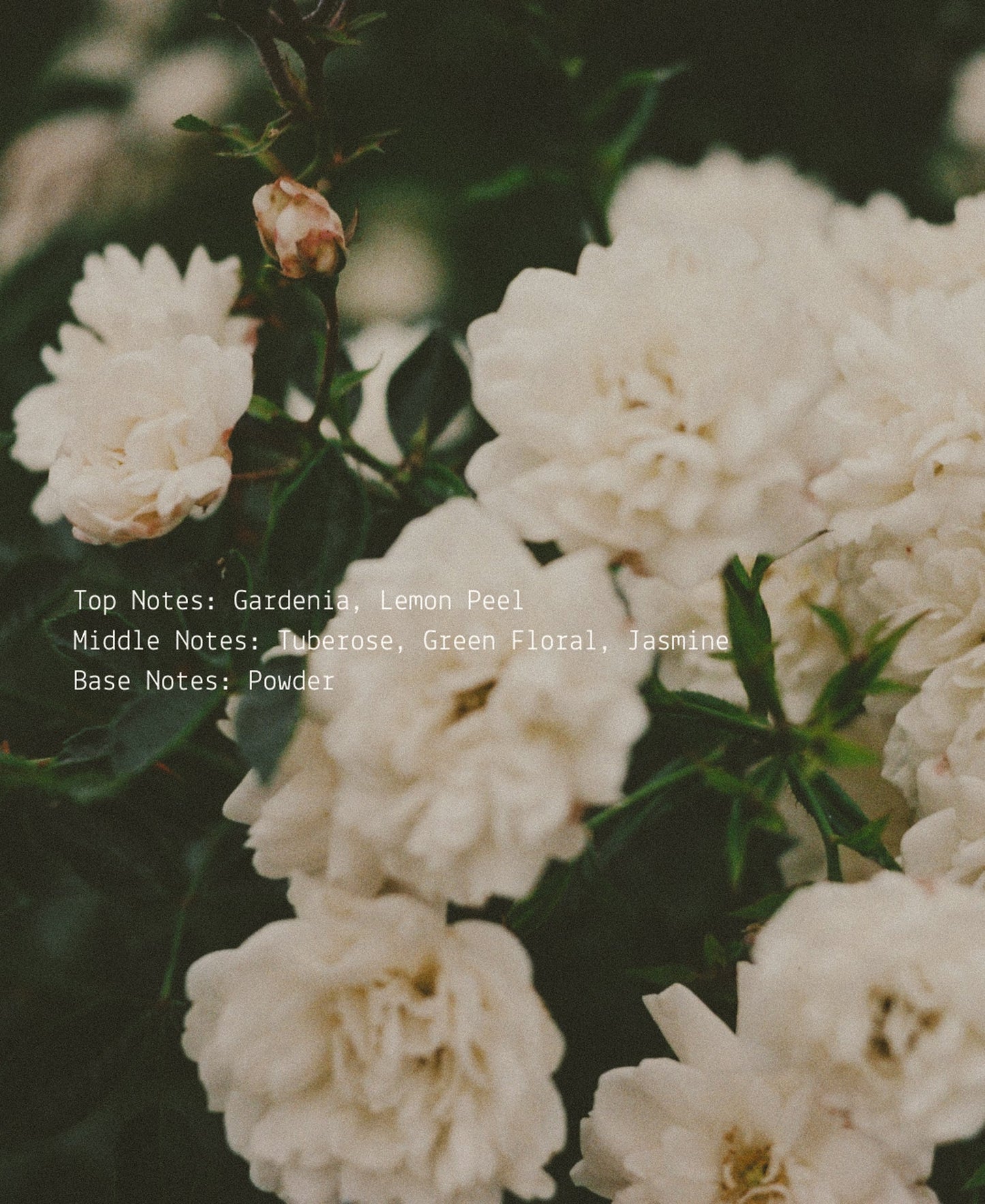 III. The Empress Room + Linen Fragrance Mist  (online exclusive)