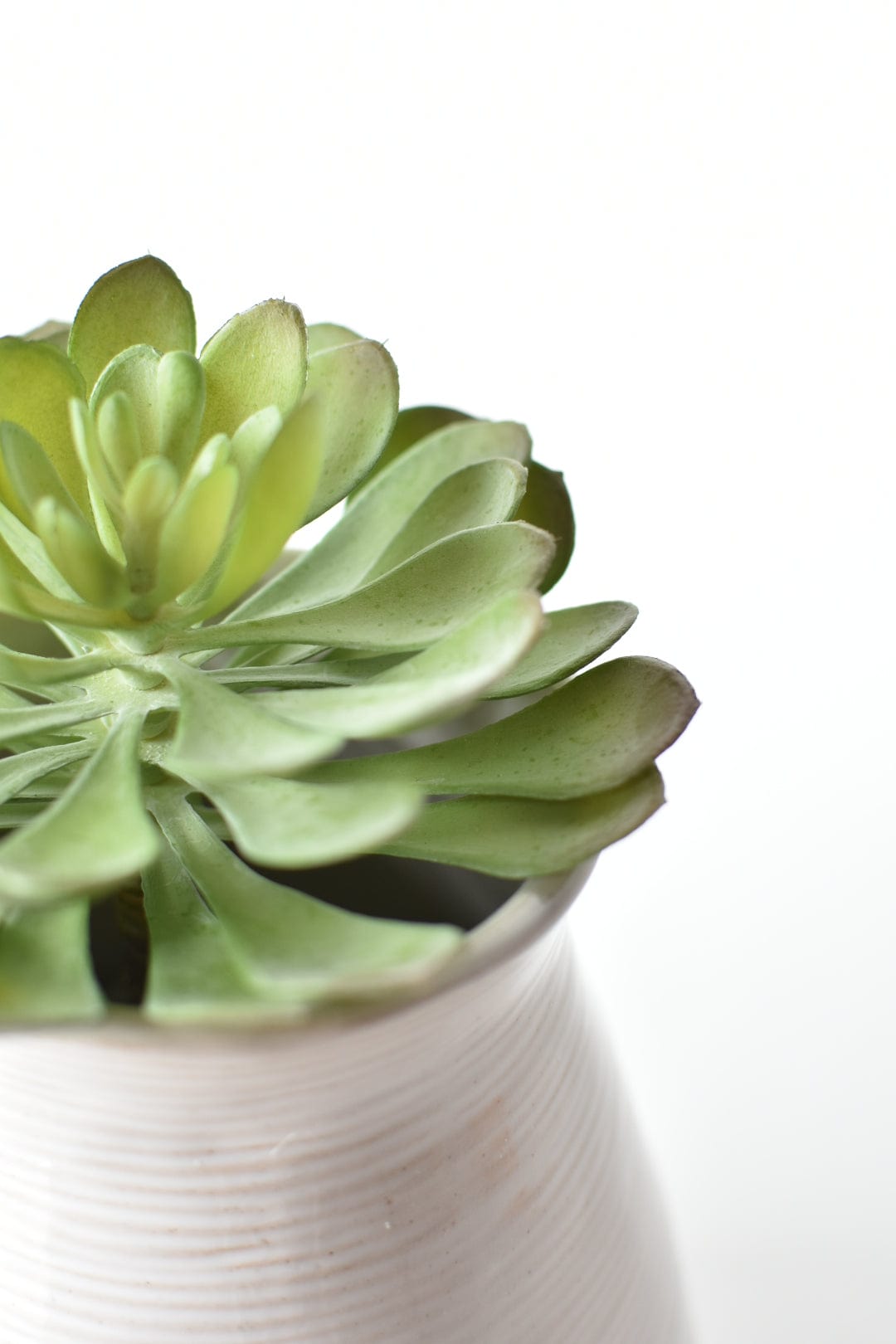 6" Faux Soft Aeonium Succulent Pick (Online exclusive)