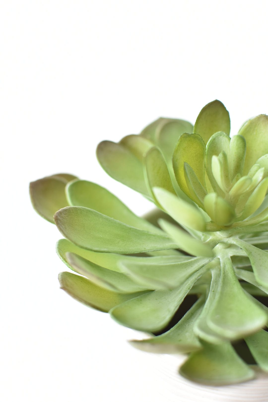 6" Faux Soft Aeonium Succulent Pick (Online exclusive)